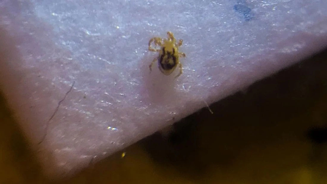 حشرات ریز روی گوشی