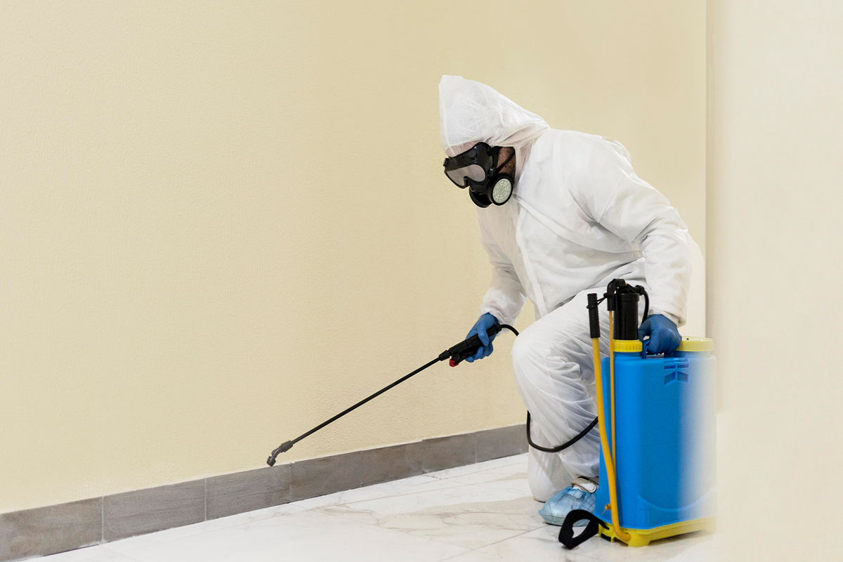 روش های از بین بردن بید فرش