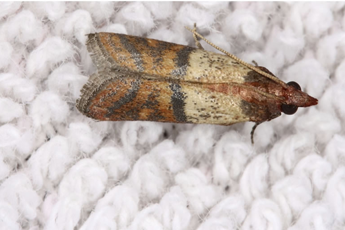  بید لباس و لارو