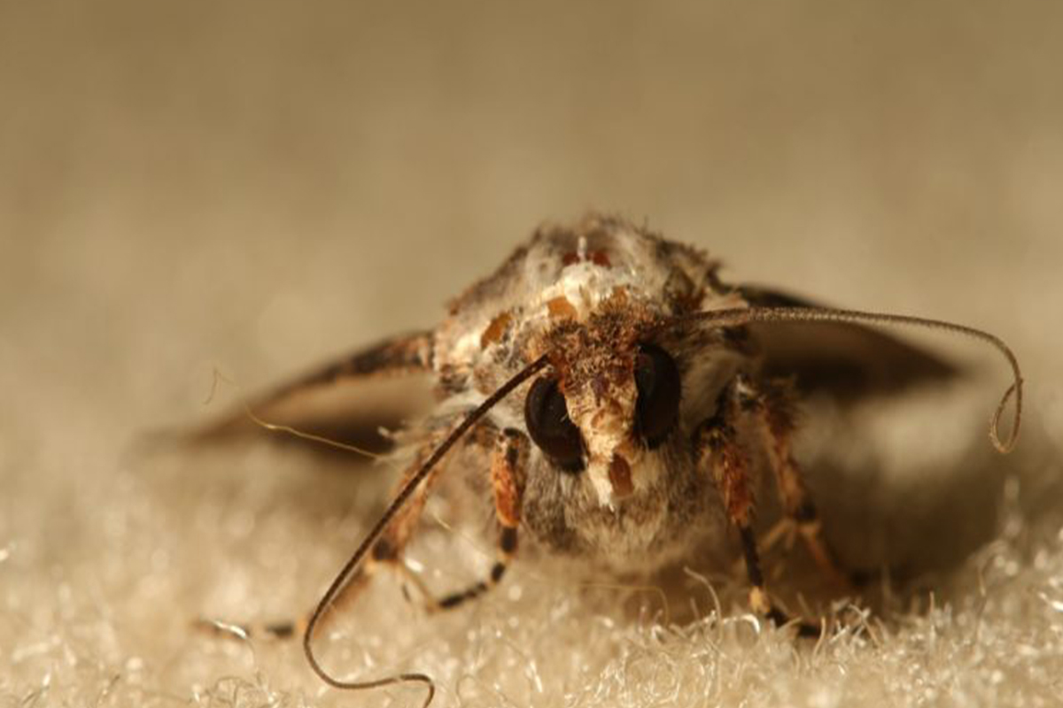 سمپاشی بید فرش (سوسک فرش)