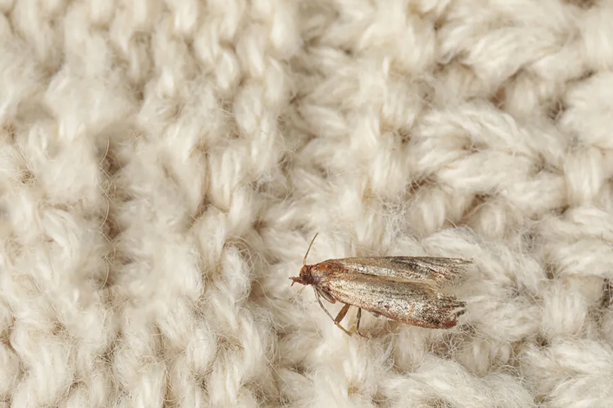 چطور از شر بید فرش راحت شویم