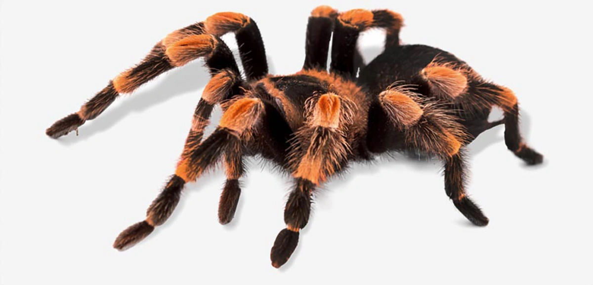 طرز گرفتن رتیل