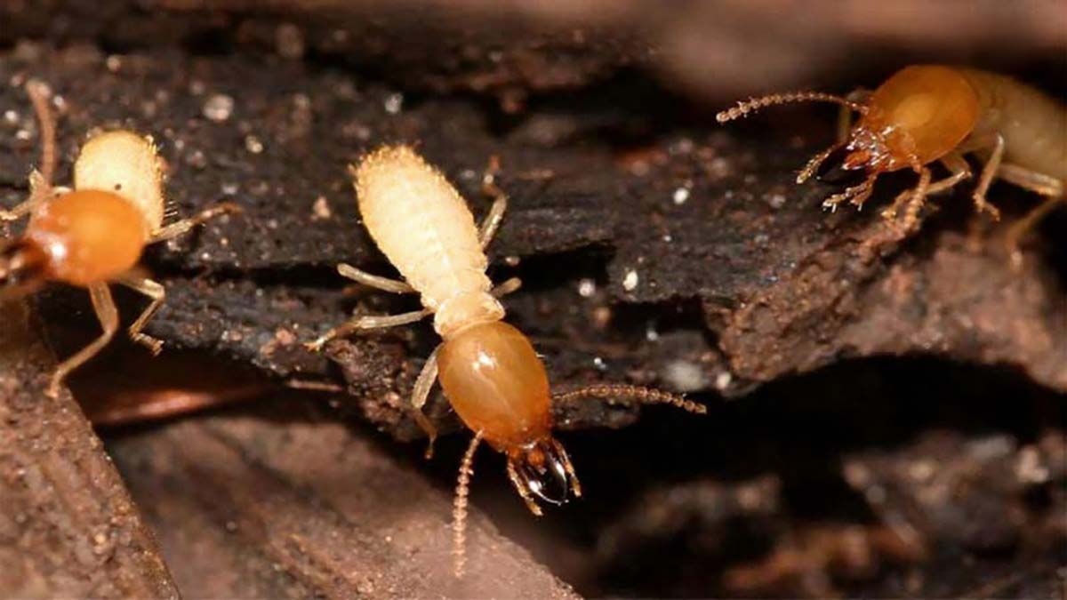 انواع موریانه ها