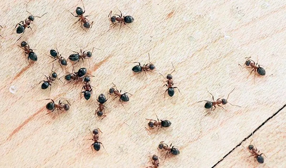 هجوم و آلودگی موریانه