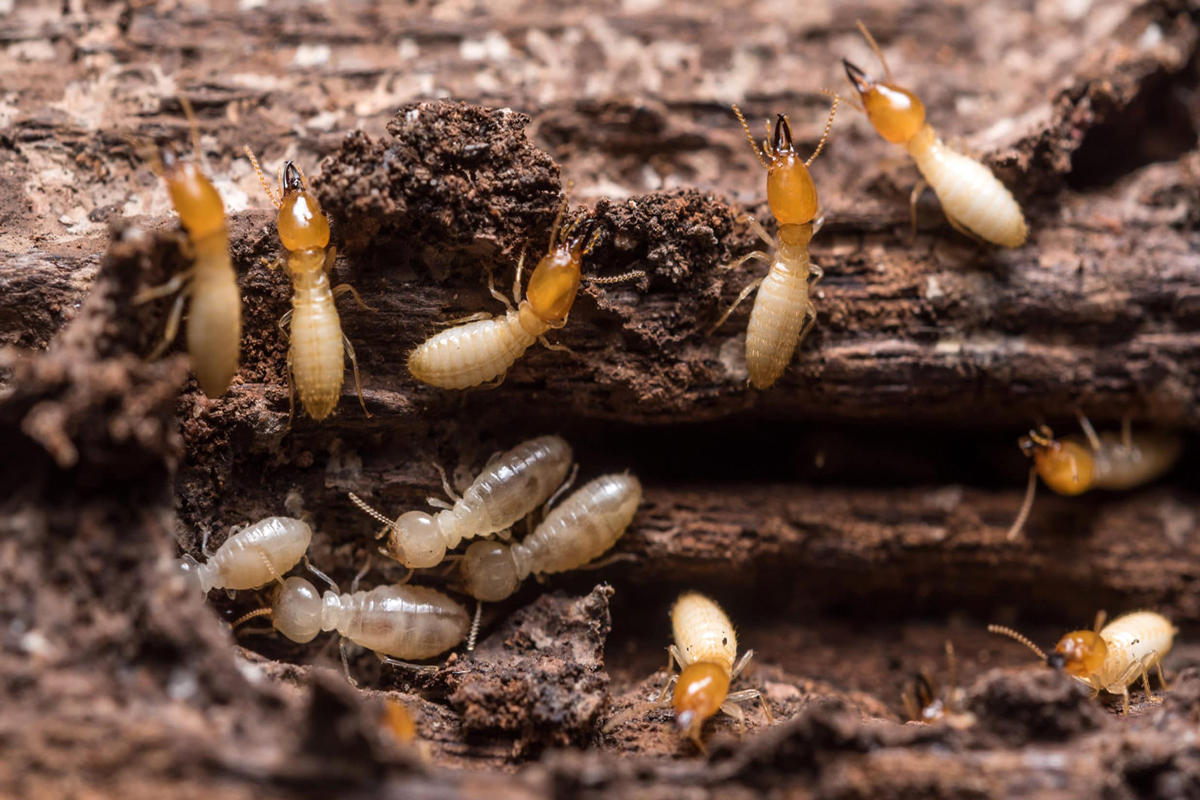 روش های مبارزه با موریانه