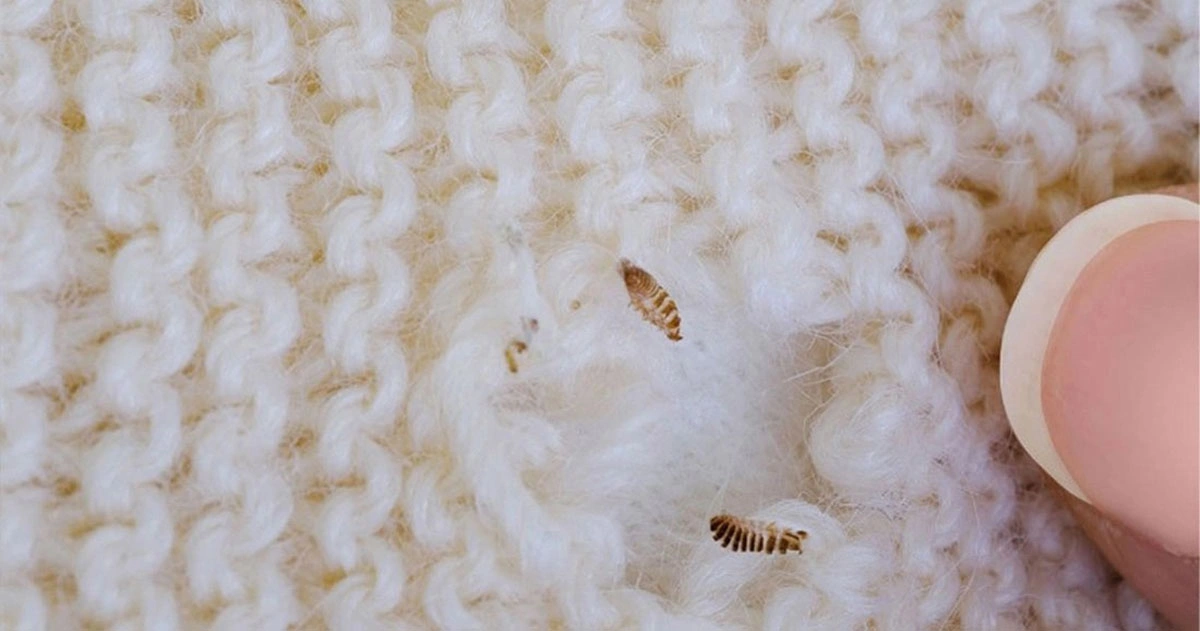 بید از کجا وارد خانه می شود