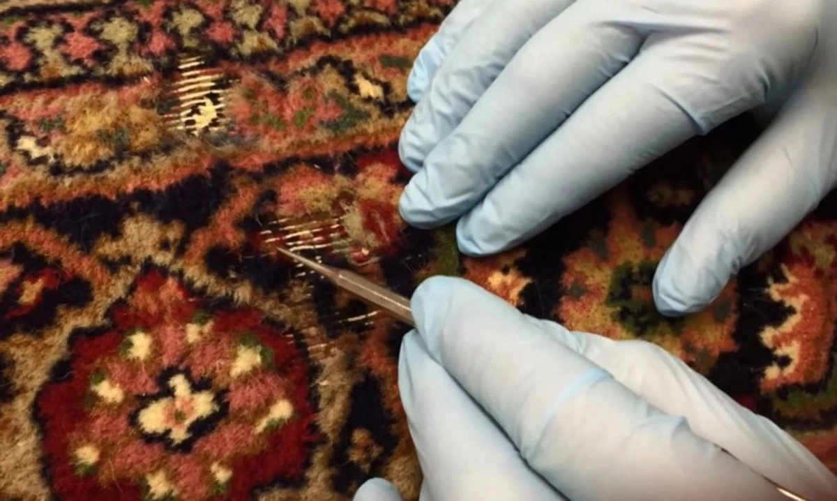 بید از کجا میاد