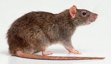pada