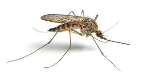 سمپاشی پشه سالک