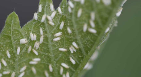 سمپاشی مگس سفید